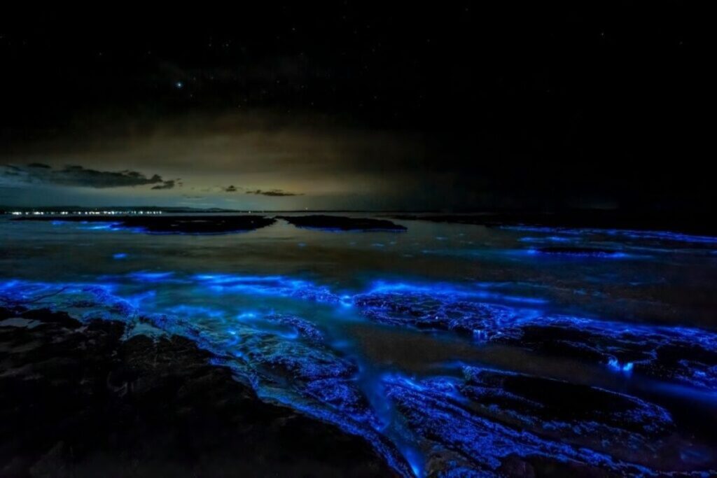 Discover-Night-Snorkelling-and-Bioluminescence