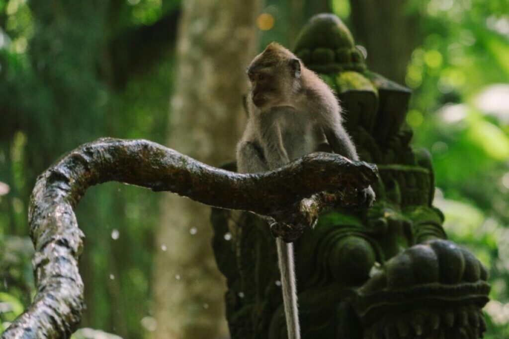 Sacred-Monkey-Forest-Sanctuary--Nature-Art-and-Ancient-Temples