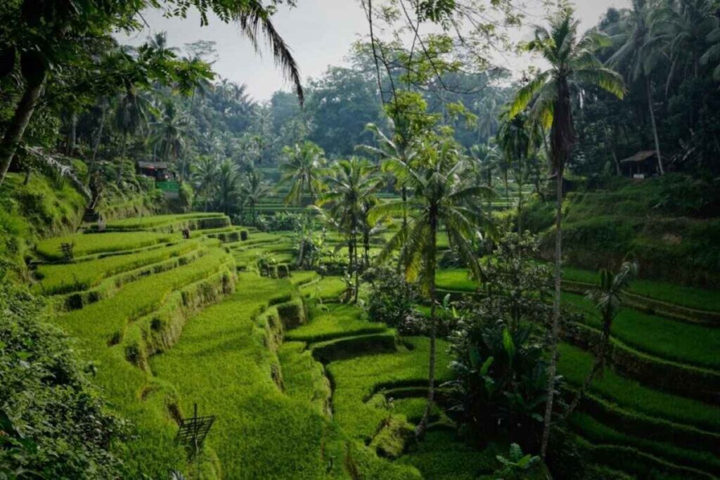 Tegallalang-Rice-Terrace--Balis-Green-Soul