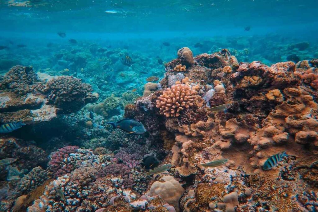 The Great Barrier Reef