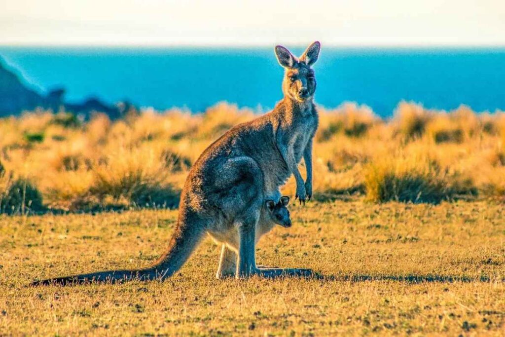 Native Wildlife Encounters