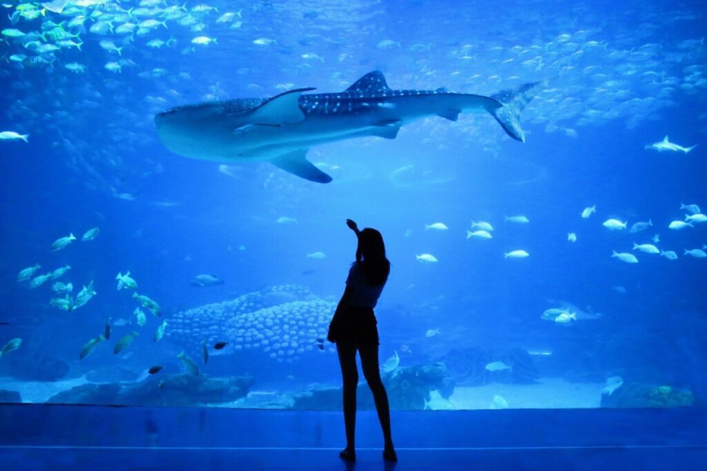 14. Dubai Aquarium and Underwater Zoo, Dubai Mall