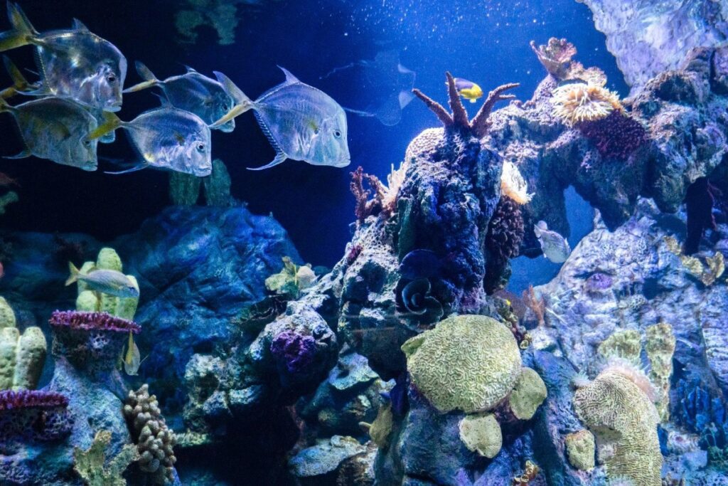 2. Ripley’s Aquarium of Canada, Downtown Toronto