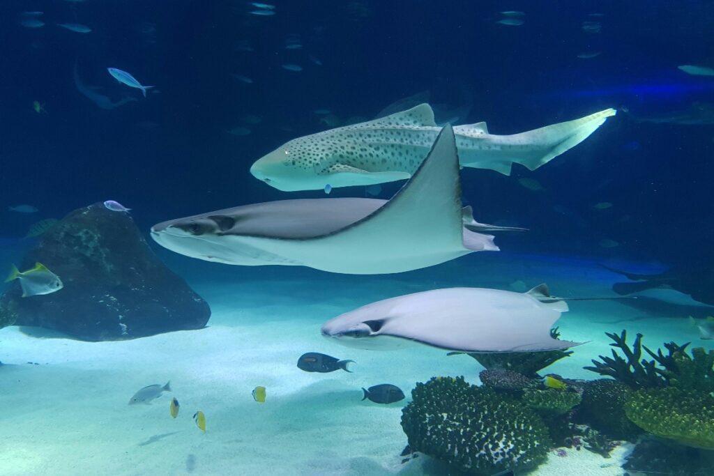 3. Sharjah Aquarium and Maritime Museum, Al Khan