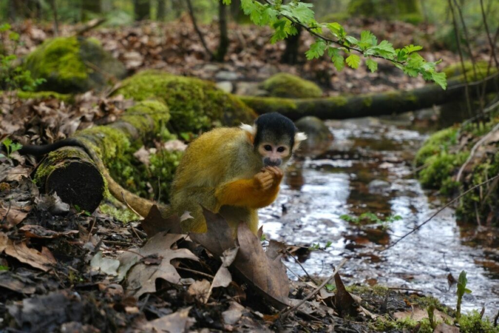 Apenheul primate park free-roaming monkeys gorillas Apeldoorn Netherlands 2026