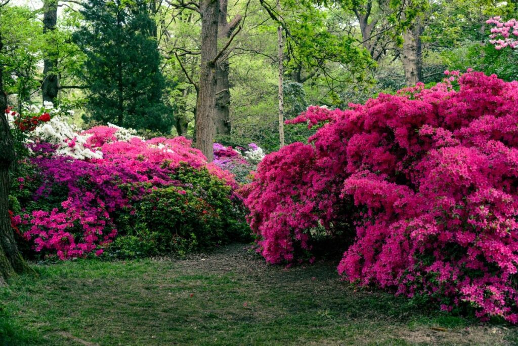 19. Isabella Plantation — Richmond Park