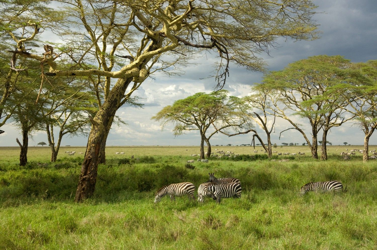 Safari Honeymoon