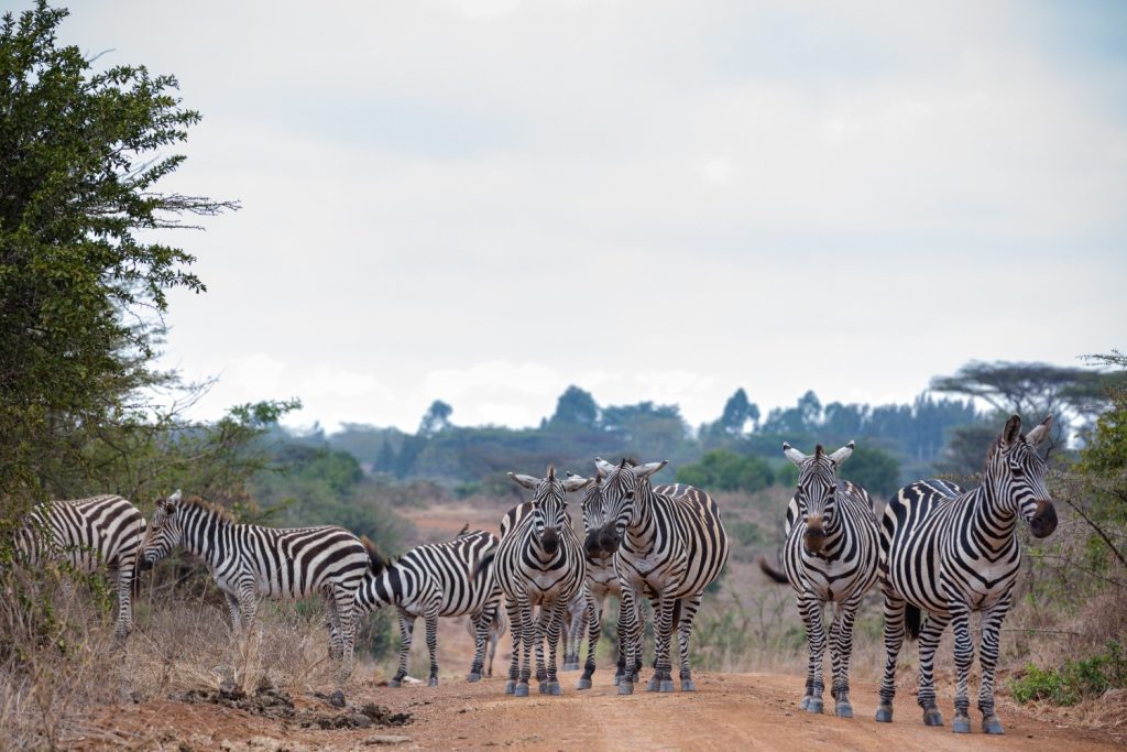 Nairobi Travel Guide