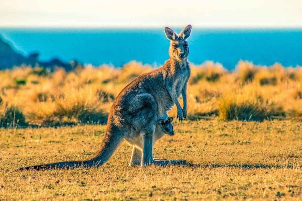 Native Wildlife Encounters