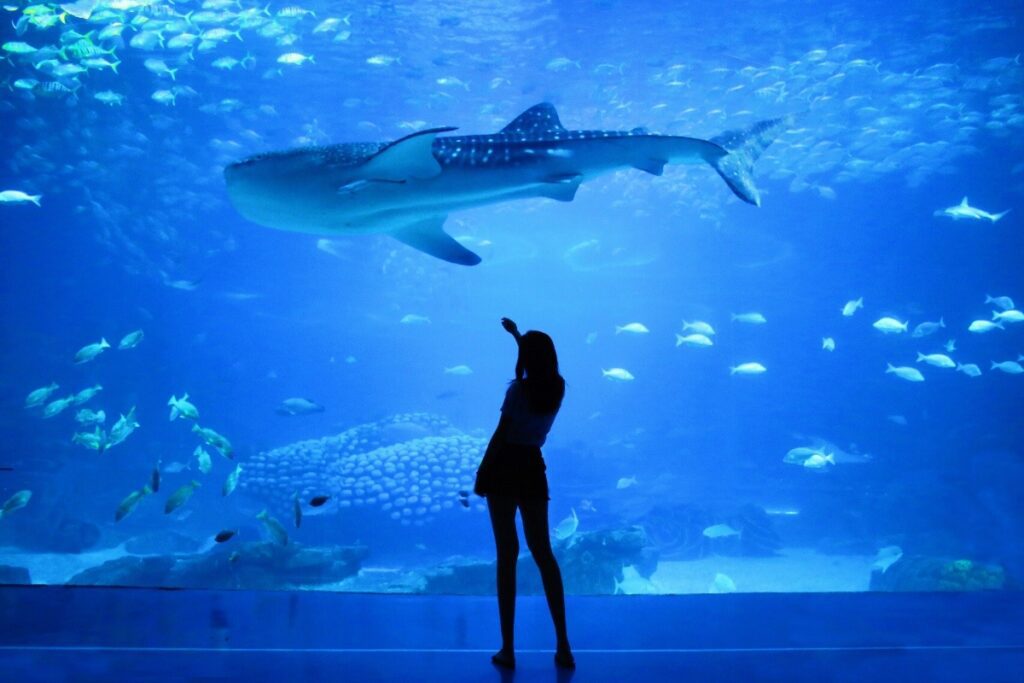 14. Dubai Aquarium and Underwater Zoo, Dubai Mall